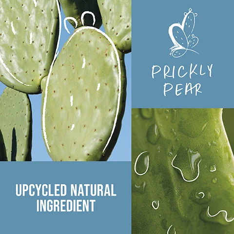 Image 1 - Image showing green prickly pear cactus pads with visible water droplets, accompanied by the text PRICKLY PEAR and UPCYCLING NATURAL INGREDIENT.
Image 2 - A bottle of KMS Moist Repair shampoo is held in a hand covered in bubbles with a light blue background, featuring text stating that 93% said it gently cleanses the hair, 82% said hair feels very well cared for, and 80% said hair is smoother and softer, followed by a note about a consumer panel survey from June 2023.
Image 3 - A person with light nail polish holds a white bottle of KMS Moist Repair conditioner against a blue background, with visible text indicating that 92% said it improves manageability, 89% said its highly effective, and 88% said it doesnt weigh down the hair, along with a small asterisk noting the source of this information.
Image 4 - An image of a creamy white hair product with a smooth texture on a blue background, featuring the text highly-effective, our formulas with micro bio-actives penetrate deep into the hair, ensuring the best performance.
Image 5 - A close-up of a creamy white substance being poured, with the text HIGHLY-EFFECTIVE OUR FORMULAS WITH MICRO BIO-ACTIVES PENETRATE DEEP INTO THE HAIR, ENSURING THE BEST PERFORMANCE.
Image 6 - A person holds a bottle of KMS Moist Repair shampoo, featuring a white design with blue text, alongside icons indicating it is PETA approved, vegan formula, and made with upcycled natural ingredients.
Image 7 - A person holds a white bottle of KMS Moist Repair conditioner, which features text indicating it is PETA approved, has a vegan formula, and contains upcycled natural ingredients.
Image 8 - A woman is smiling in both sides of the image; on the left, she has long, straight hair and is wearing a white t-shirt, while on the right, her hair is styled in loose curls and she is wearing a black top, with visible text labelled BEFORE and AFTER at the bottom of each side.